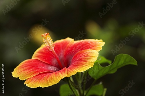 Hibiscus photo