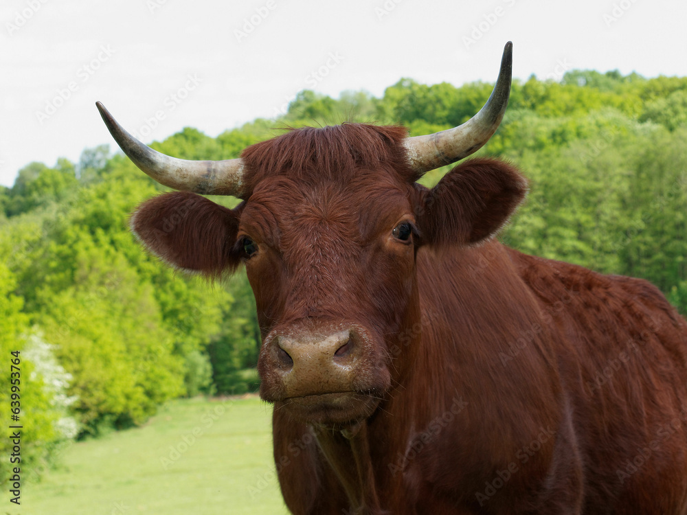 vache de race Salers vache de race Salers