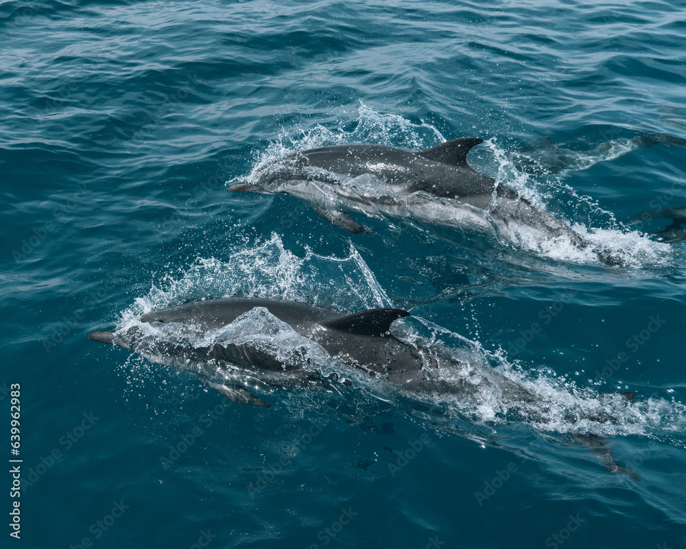 Fototapeta premium dolphins playing in the water