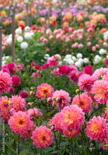 Stunning colourful dahlia flowers  photographed in a garden near St Albans  Hertfordshire  UK in late summer on a cloudy stormy day.