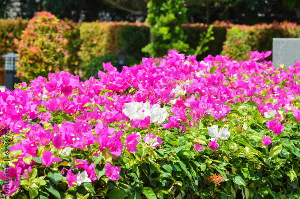 Close Up View Beauty Of Pink And White Blooming Flowers On Fence Bougainvillea Flowers Plants Adorning The Garden During The Daytime