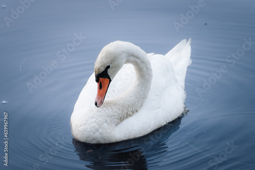 A white mute swan rests in the water into a camera. A mute swan (Cygnus olor) is a large swan with wholly white plumage. The mute swan close-up portrait.