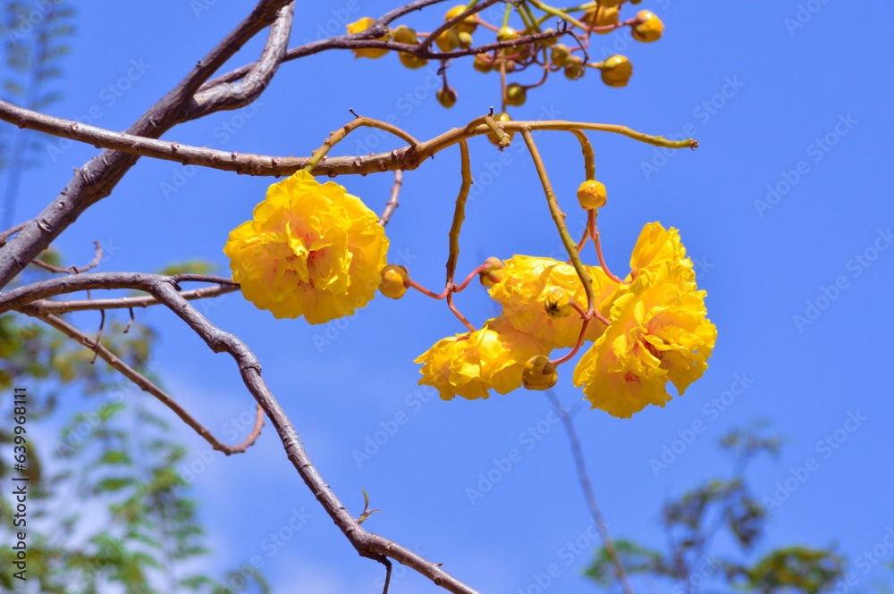 Low Angle View Yellow Blooming Flowers Hanging From The Branches Of Cochlospermum Vitifolium Tree Against Blue Sky Low Angle View Yellow Blooming Flowers Hanging From The Branches Of Cochlospermum Vitifolium Tree Against Blue Sky