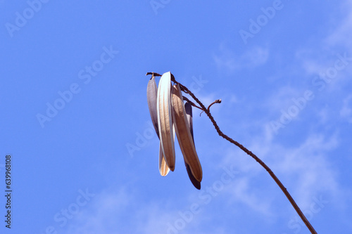 Low Angle View Podded Fruits Hanging From The Branches Of Oroxylum Indicum Tree Against Blue Sky photo