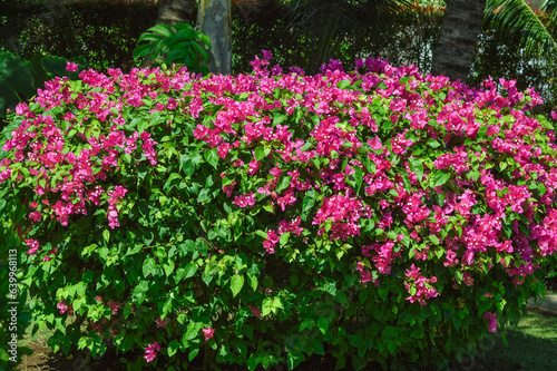 Fototapeta Naklejka Na Ścianę i Meble -  Natural Beauty Of Bougainvillea Ornamental Plants Adorned With Blooming Red Flowers On Their Plants And Leaves In The Garden