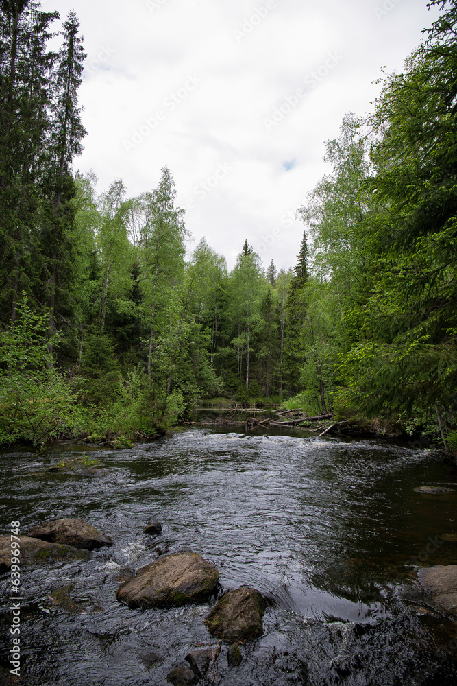 River in the forest thicket. River in the forest thicket.