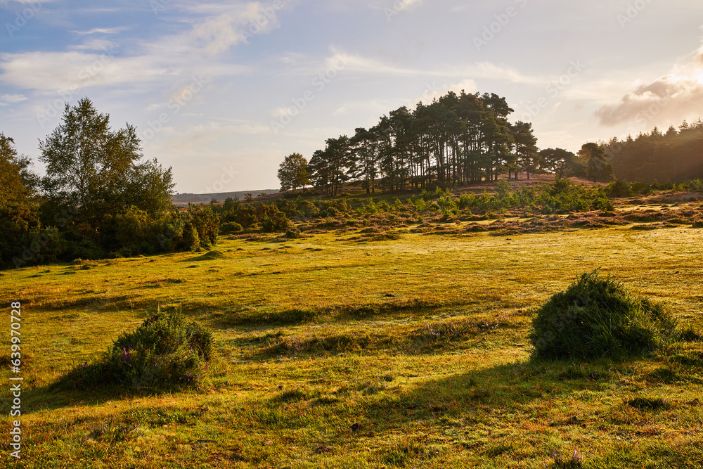 Obraz premium New Forrest landscape