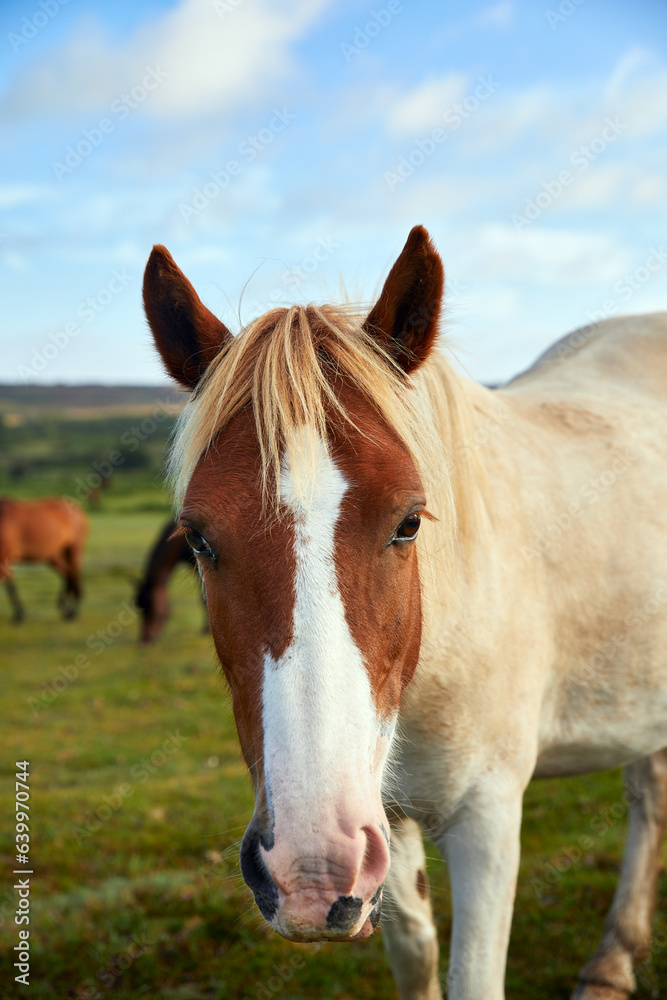 Pony Head