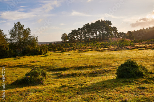 New Forrest landscape