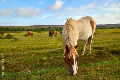 Semi-wild ponies in the New Ferest, Hampshire