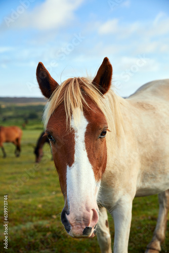 Pony Head © Gary P le Feuvre