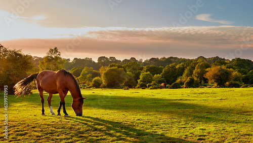 Grazing Pony, early morning