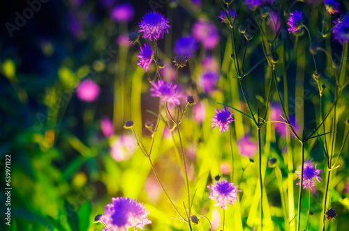 ライトに照らされるあざみ・植物 © MAKOTAMA