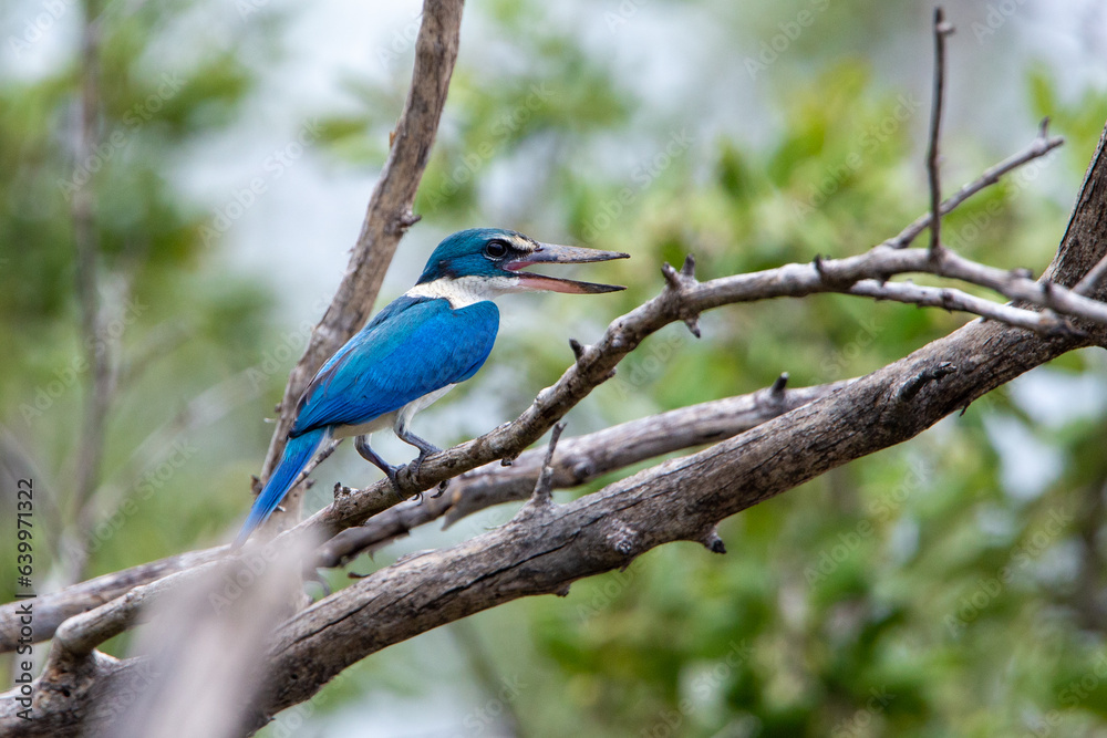 ollared kingfisher, White-collared kingfisher, Mangrove kingfisher at Bang Poo, Samut Prakan, Thailand.