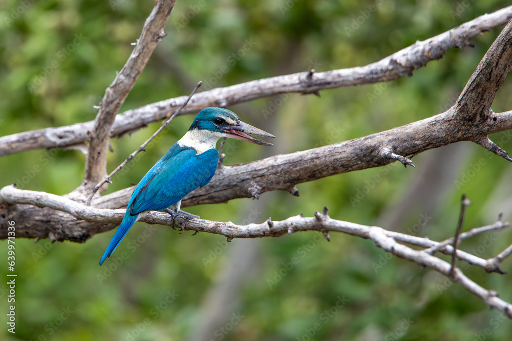 Collared kingfisher, White-collared kingfisher, Mangrove kingfisher at Bang Poo, Samut Prakan, Thailand. Collared kingfisher, White-collared kingfisher, Mangrove kingfisher at Bang Poo, Samut Prakan, Thailand.