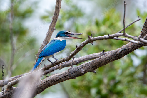 ollared kingfisher, White-collared kingfisher, Mangrove kingfisher at Bang Poo, Samut Prakan, Thailand. photo