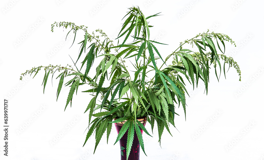Obraz premium Bouquet of flowering cannabis plants in a vase isolated on a white background.