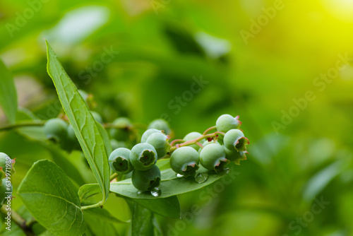 Branch of large, green blueberries. Selective focus.