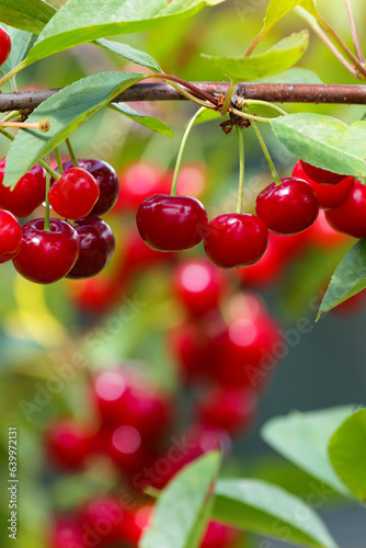 Branch of ripe, sweet cherries on a tree in garden. Blurred background.