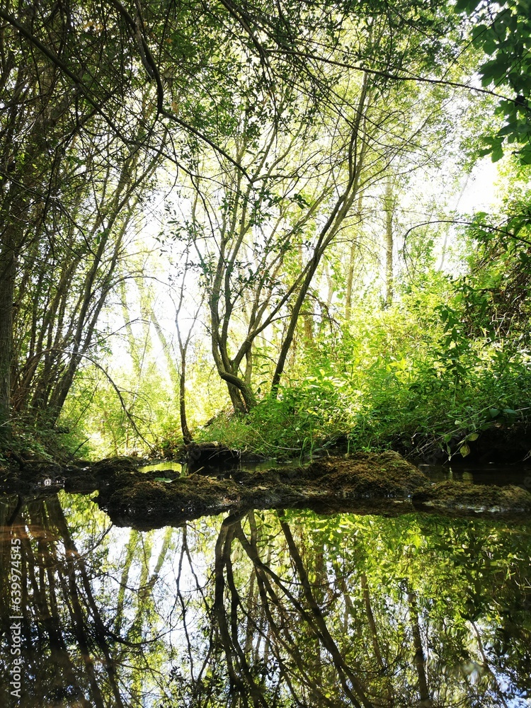 Fototapeta premium Bosque con río