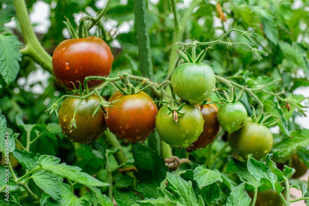 Round fruits ripen to dark brown with green collar. Kakao F1 TOMATO HYBRID. Water drops.