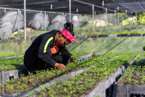 Joven mujer campesina dominicana cosechando plantas de café en la provincia de Bahoruco, Republica Dominicana photo