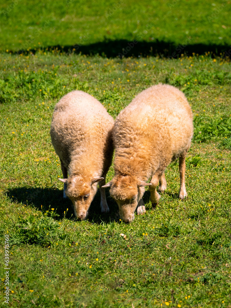 Two white whooled sheep grazing on a pasture Two white whooled sheep grazing on a pasture