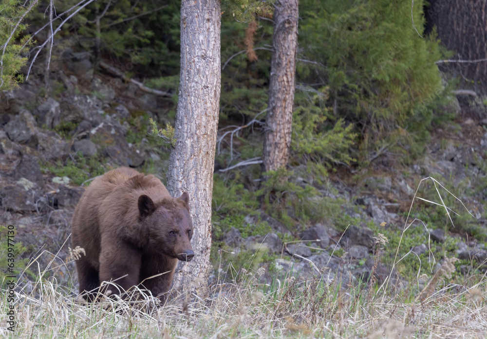 Black Bear in Yellowstone in Springtime Black Bear in Yellowstone in Springtime