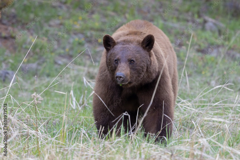 Black Bear in Yellowstone in Springtime Black Bear in Yellowstone in Springtime