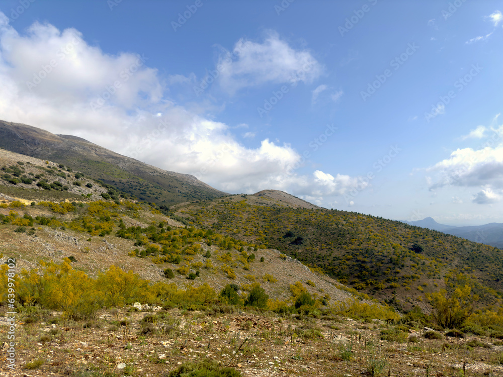 mountainous landscape with blooming gorse near Ronda in Andalusia, Spain, Europe	