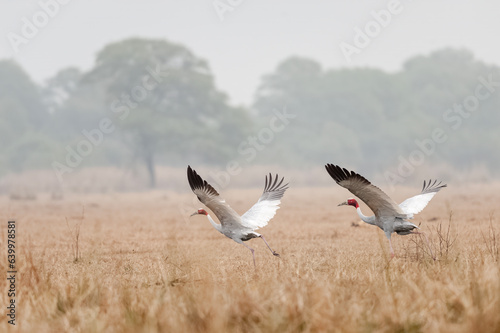 Sarus crane flapping wings against grassy background. Winter morning. © Anupam
