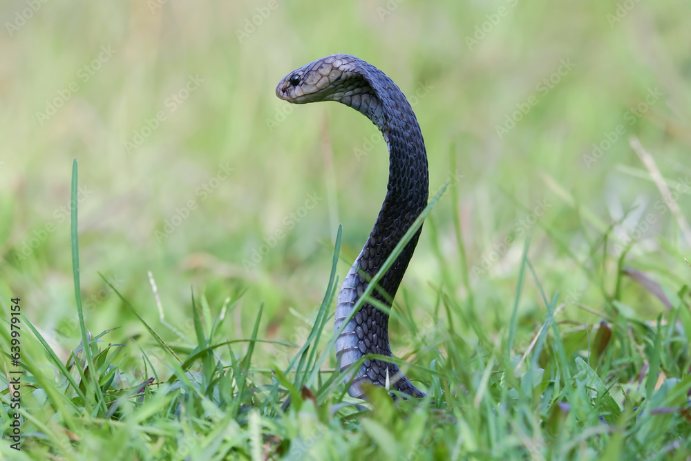 Fototapeta premium Javanese spitting cobra on a grassland