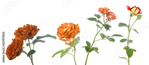 Fototapeta Naklejka Na Ścianę i Meble -  four small and large roses on stem isolated group
