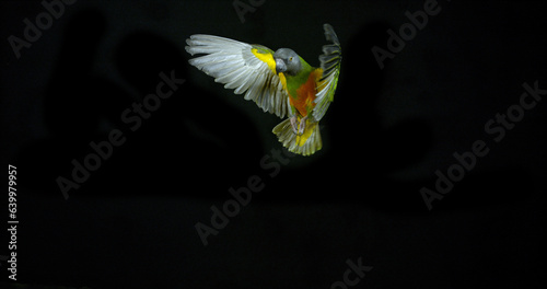 Senegal Parrot, poicephalus senegalus, Adult in Flight photo