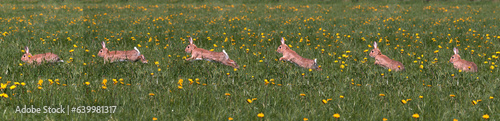 European Rabbit or Wild Rabbit, oryctolagus cuniculus, Adult running through Flowers, Normandy
