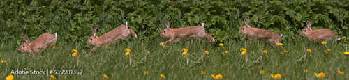 European Rabbit or Wild Rabbit, oryctolagus cuniculus, Adult running through Flowers, Normandy photo