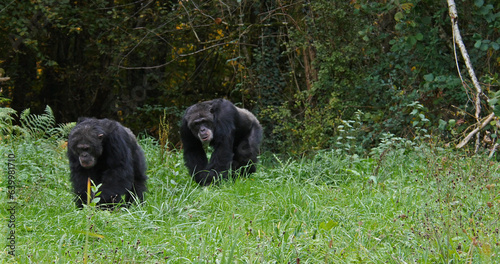 Chimpanzee  pan troglodytes  Adults walking