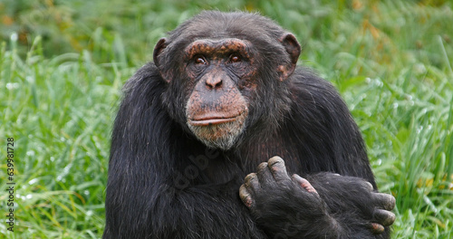 Chimpanzee  pan troglodytes  Portrait of Adult