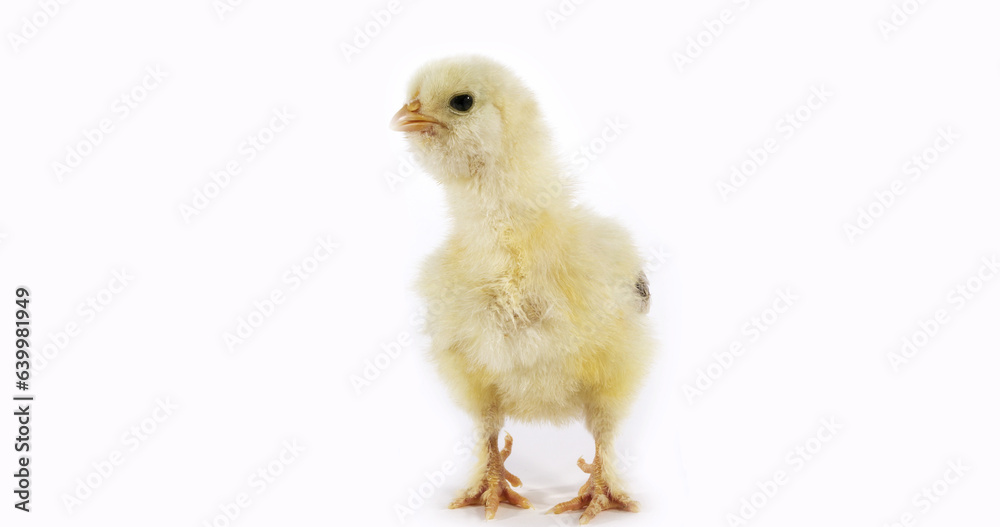 Obraz premium Chick against White Background
