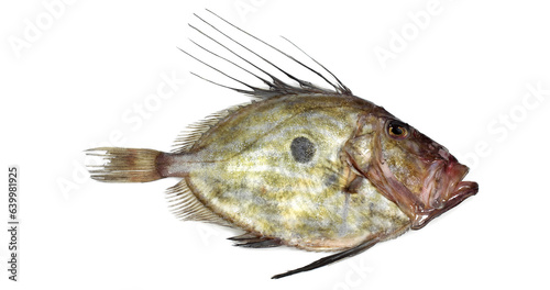Fototapeta Naklejka Na Ścianę i Meble -  Fresh John Dory, zeus faber, Fish against White Background