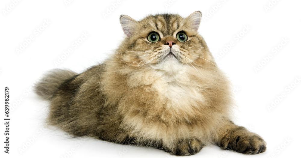 Golden Persian Domestic Cat laying against White Background