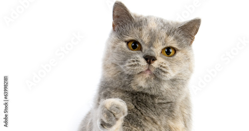 Blue Cream British Shorthair Domestic Cat, Portrait of Female against White Background