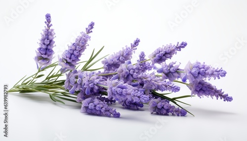 lavender flowers isolated on white