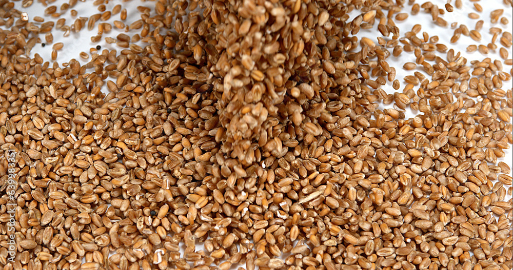 Obraz premium Wheat, triticum sp. falling against White Background