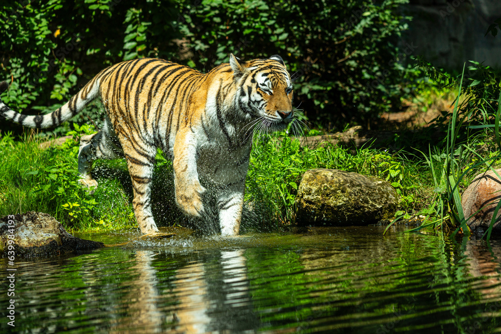 Obraz premium Sibirian Amur Tiger goes swimming
