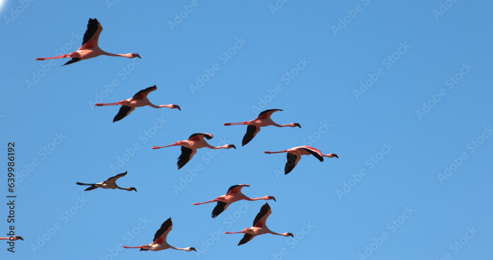Obraz premium Lesser Flamingo, phoenicopterus minor, Group in Flight, Taking off from Water, Colony at Bogoria Lake in Kenya