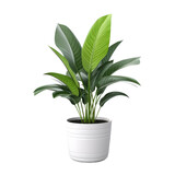 Home plant in pot isolated