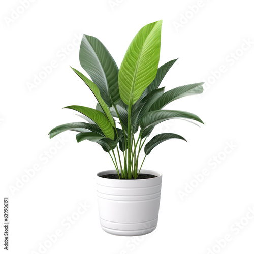 Canvastavla Home plant in pot isolated