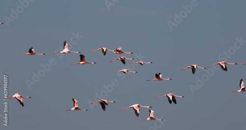 Lesser Flamingo, phoenicopterus minor, Group in Flight, Taking off from Water, Colony at Bogoria Lake in Kenya