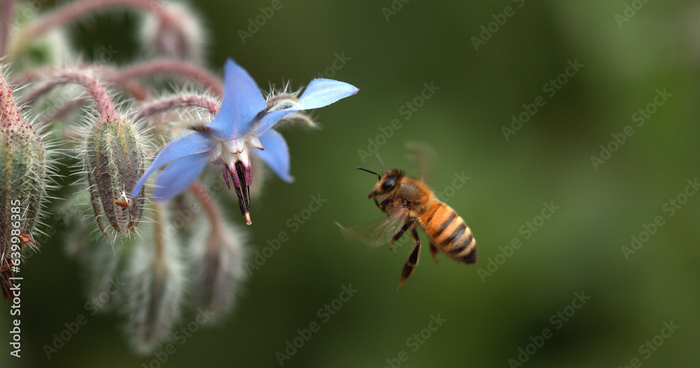 European Honey Bee, apis mellifera, Bee foraging a borage Flower, Insect in Flight, Pollination Act, Normandy, European Honey Bee, apis mellifera, Bee foraging a borage Flower, Insect in Flight, Pollination Act, Normandy,